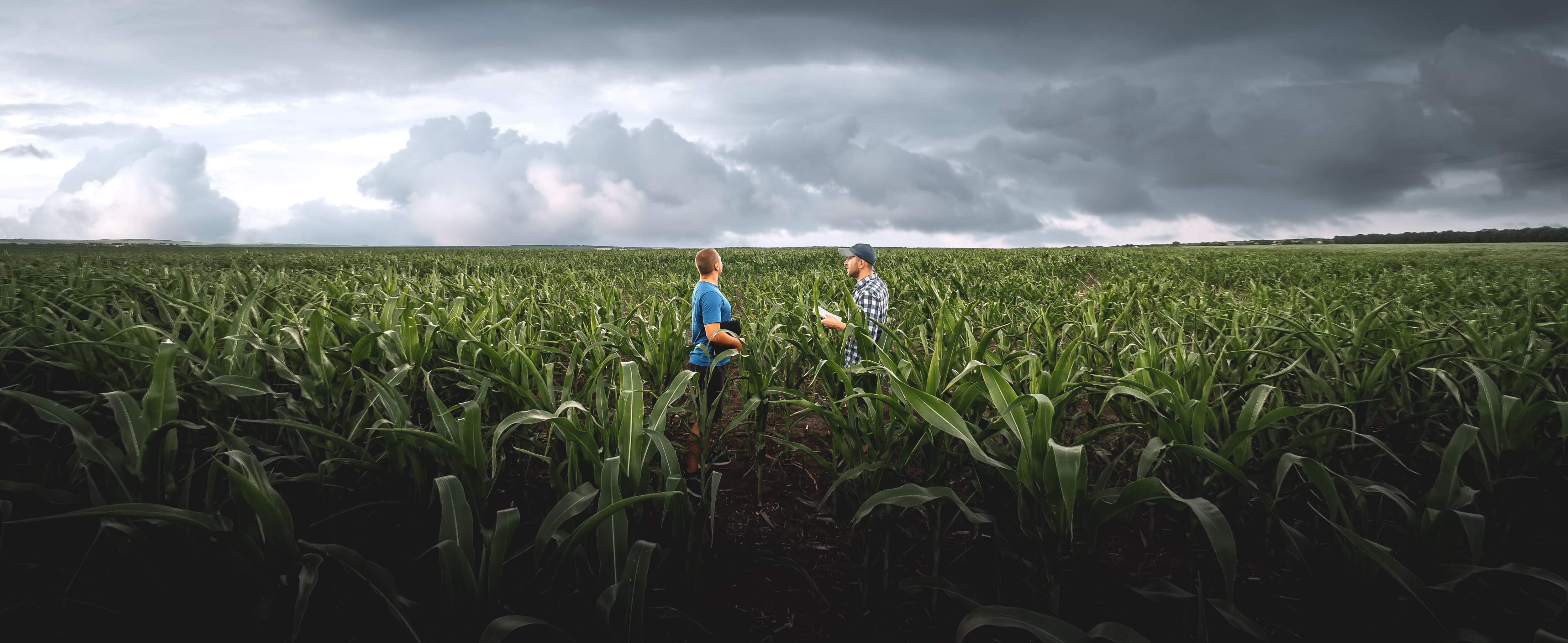 iStock-deux hommes dans un champs