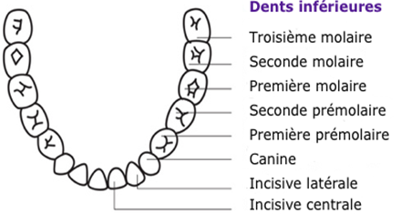 100% santé dents visibles