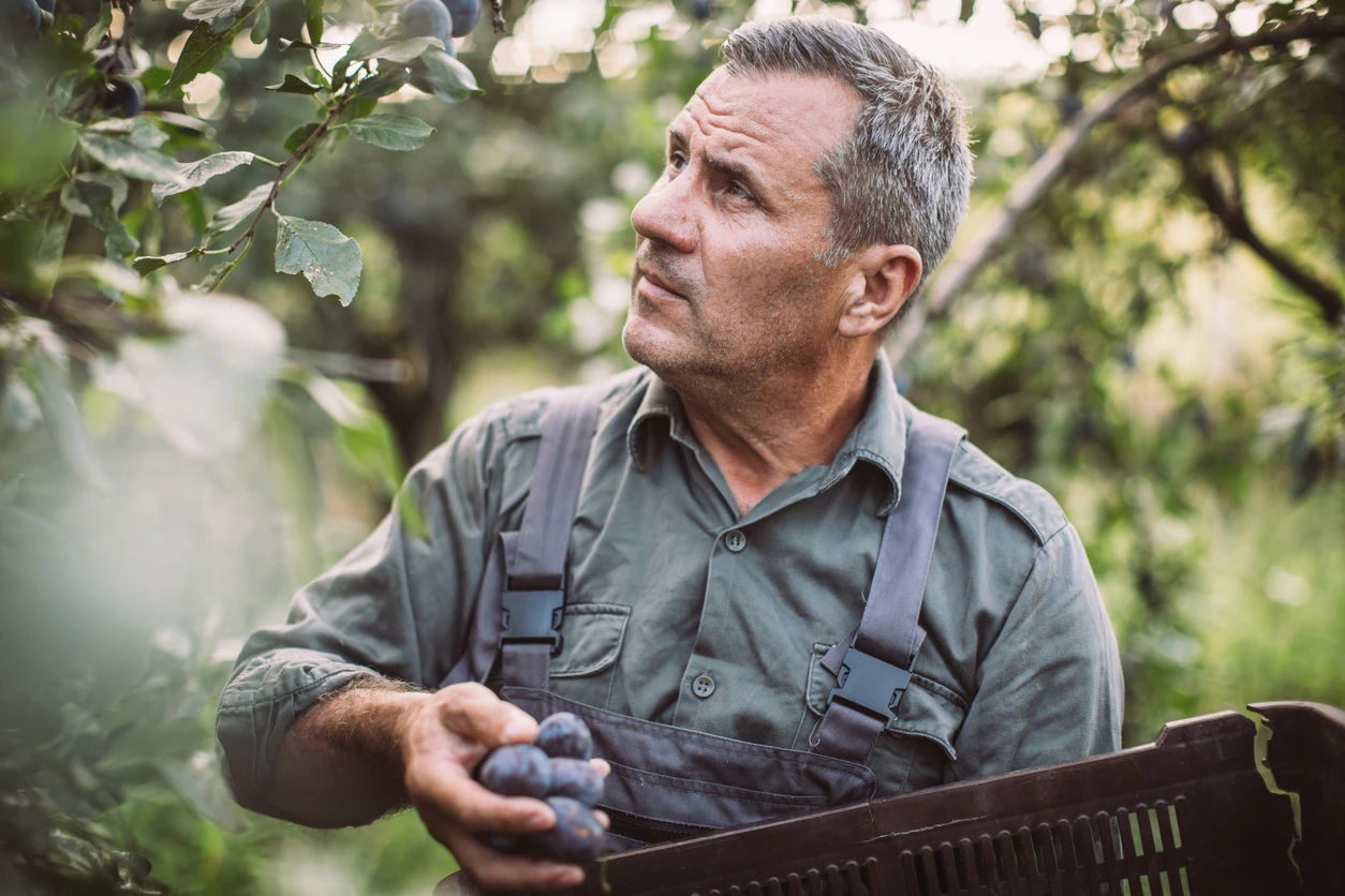 istock-1023182392_portrait-homme-cueillette-prunes_0.webp