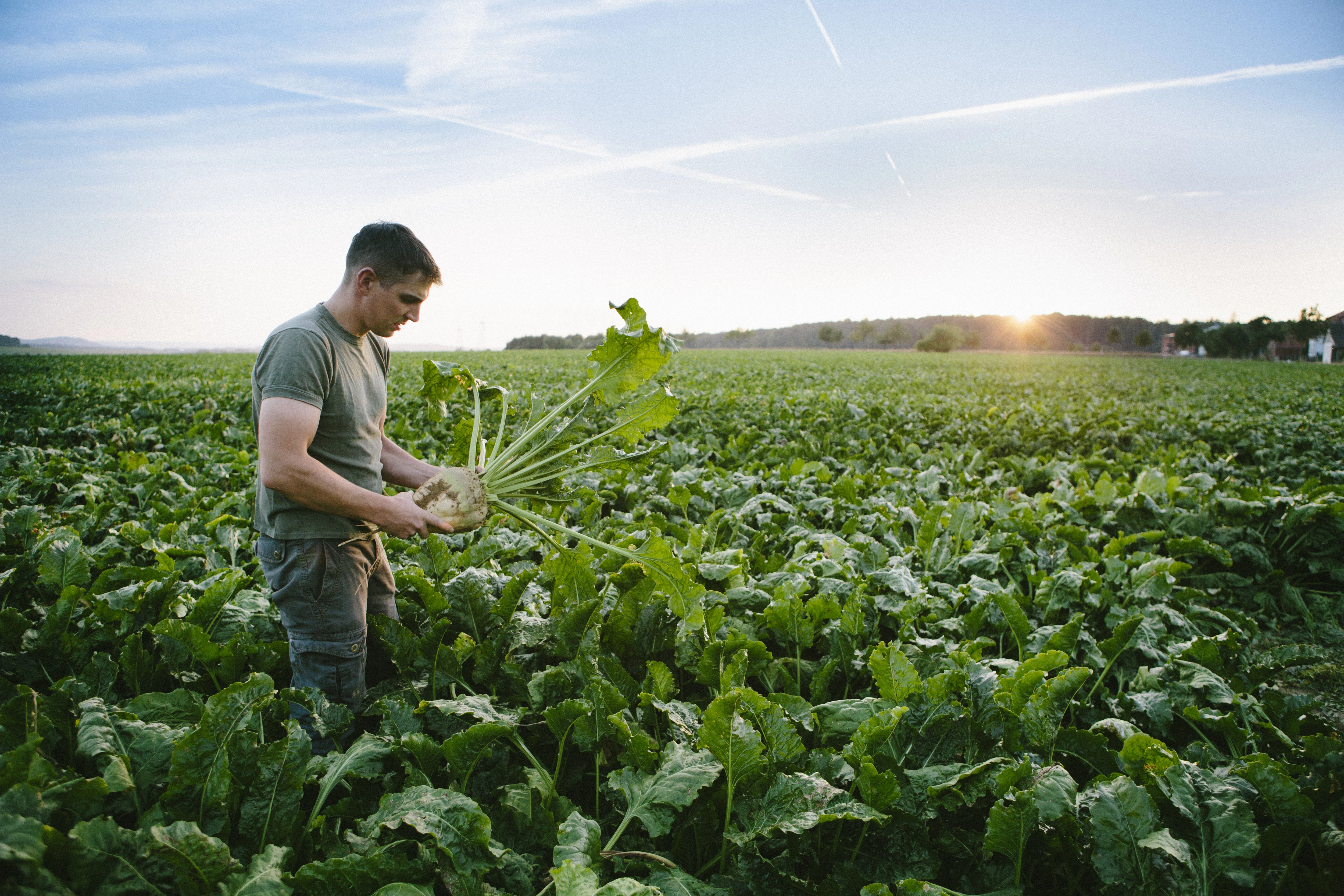 agri-betteraves-copie.webp