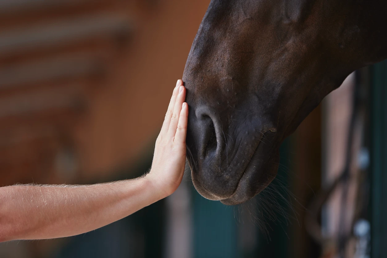 centre-equestre.webp