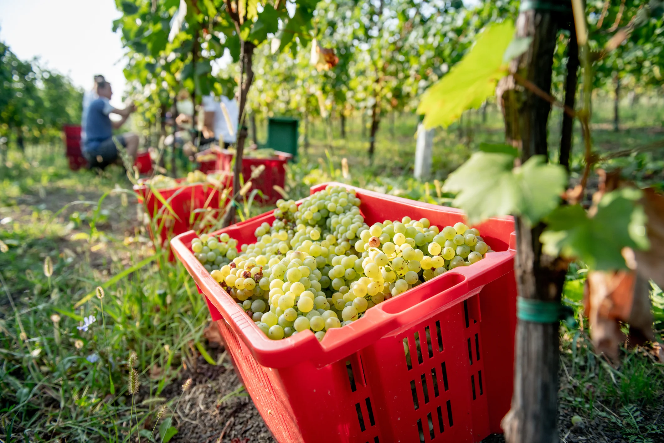 istock-1051762552_vendange.webp