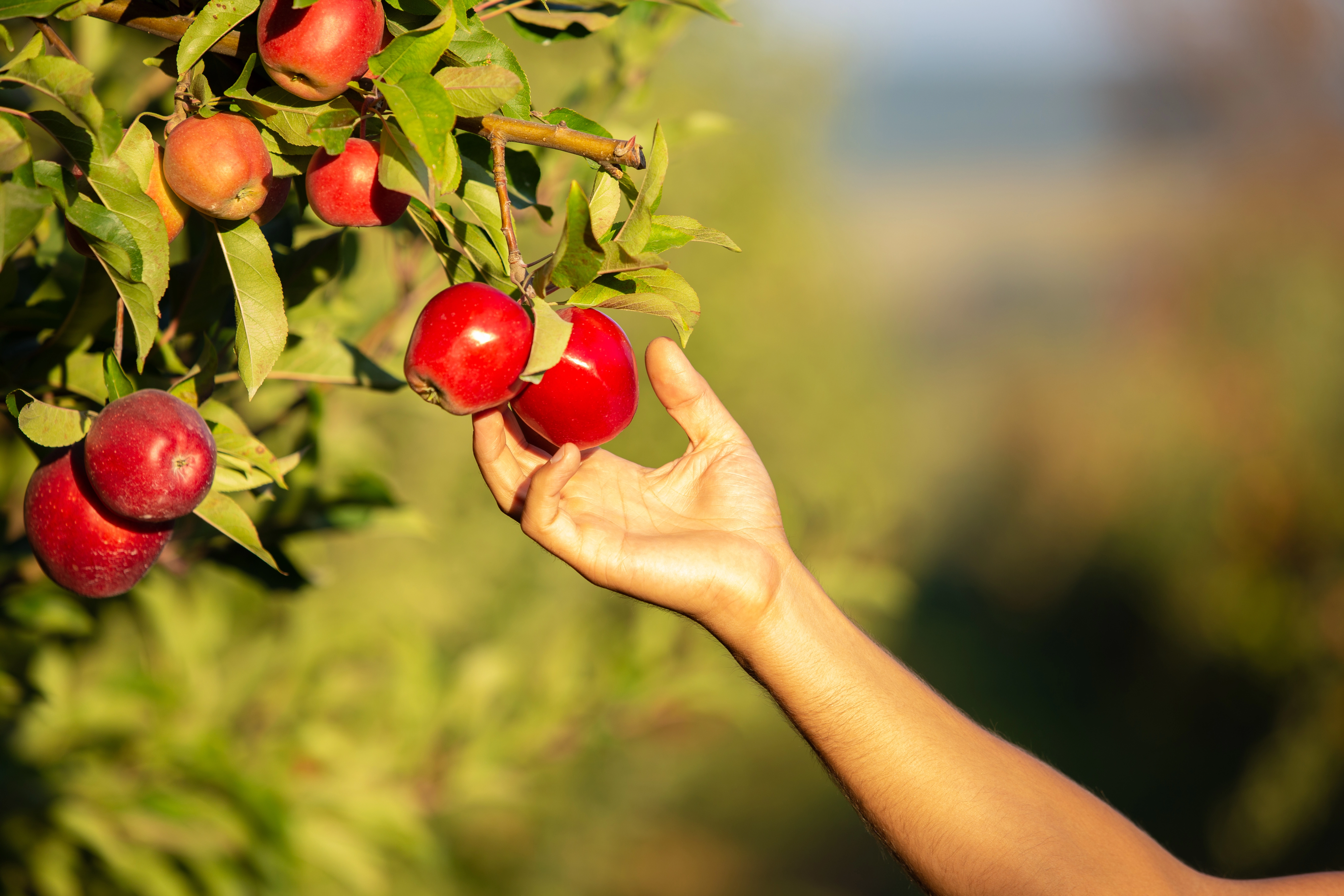 istock-1220558331-copie.webp