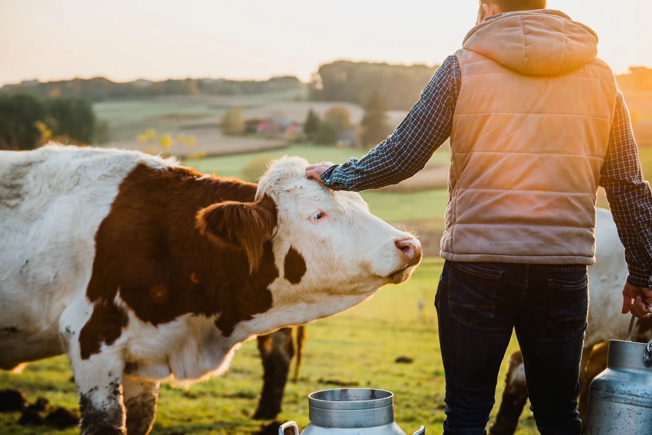 istock-1297005274_eleveur-vache.webp