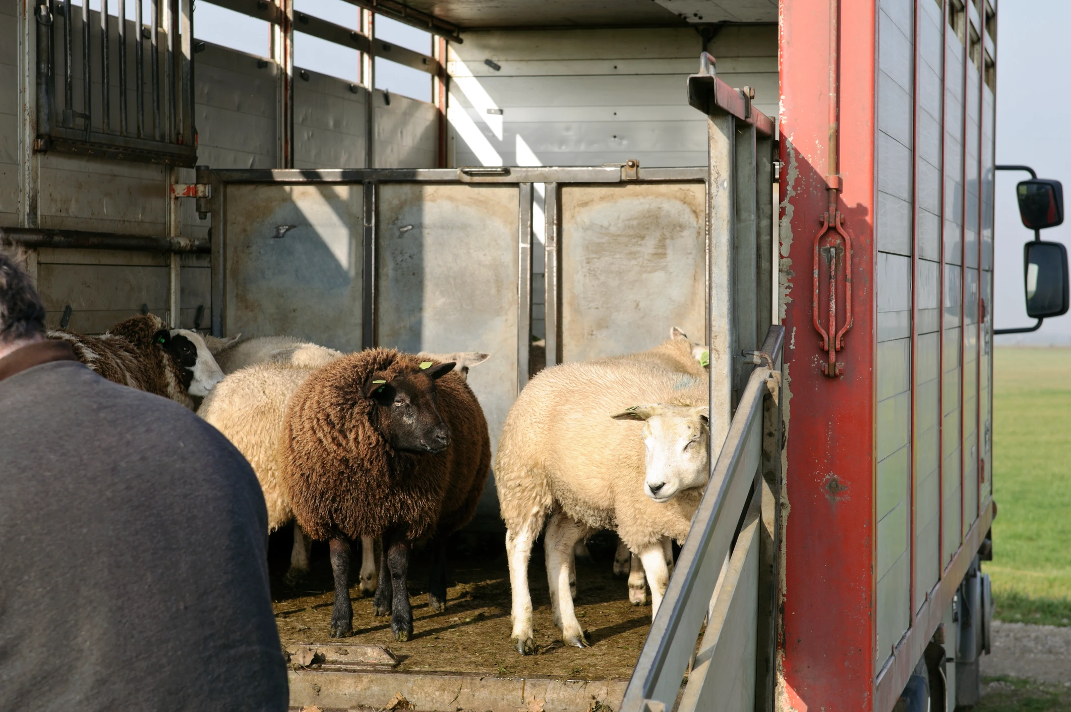 istock-135106977-mouton-transport.webp