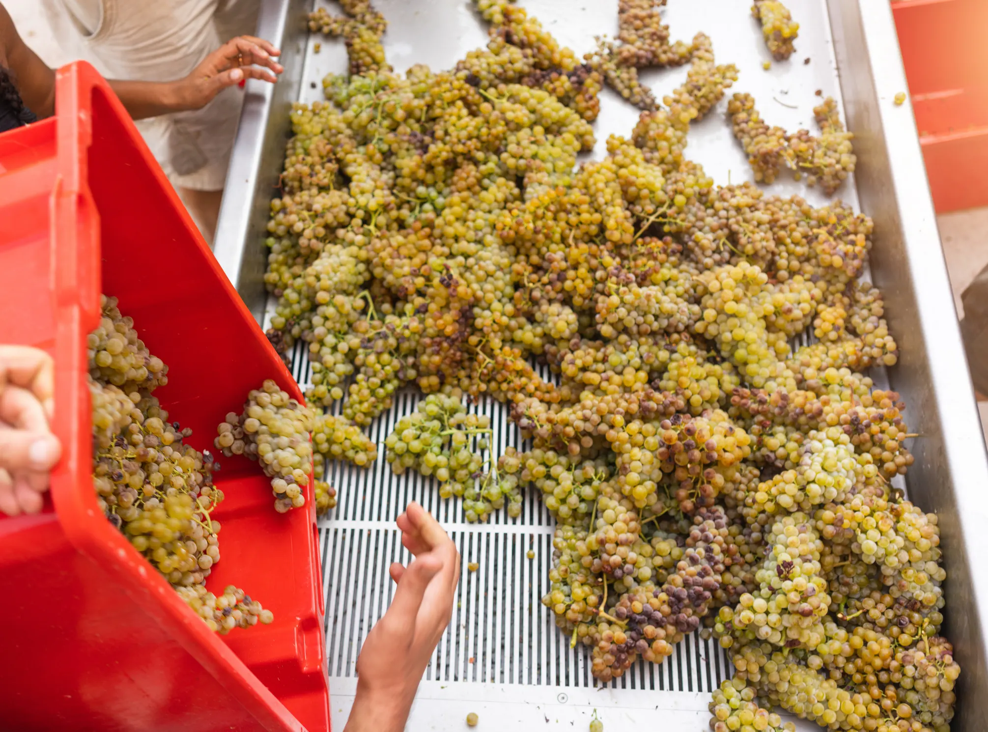 istock-1409959176-cooperative-vinicole-grappe-raisin.webp