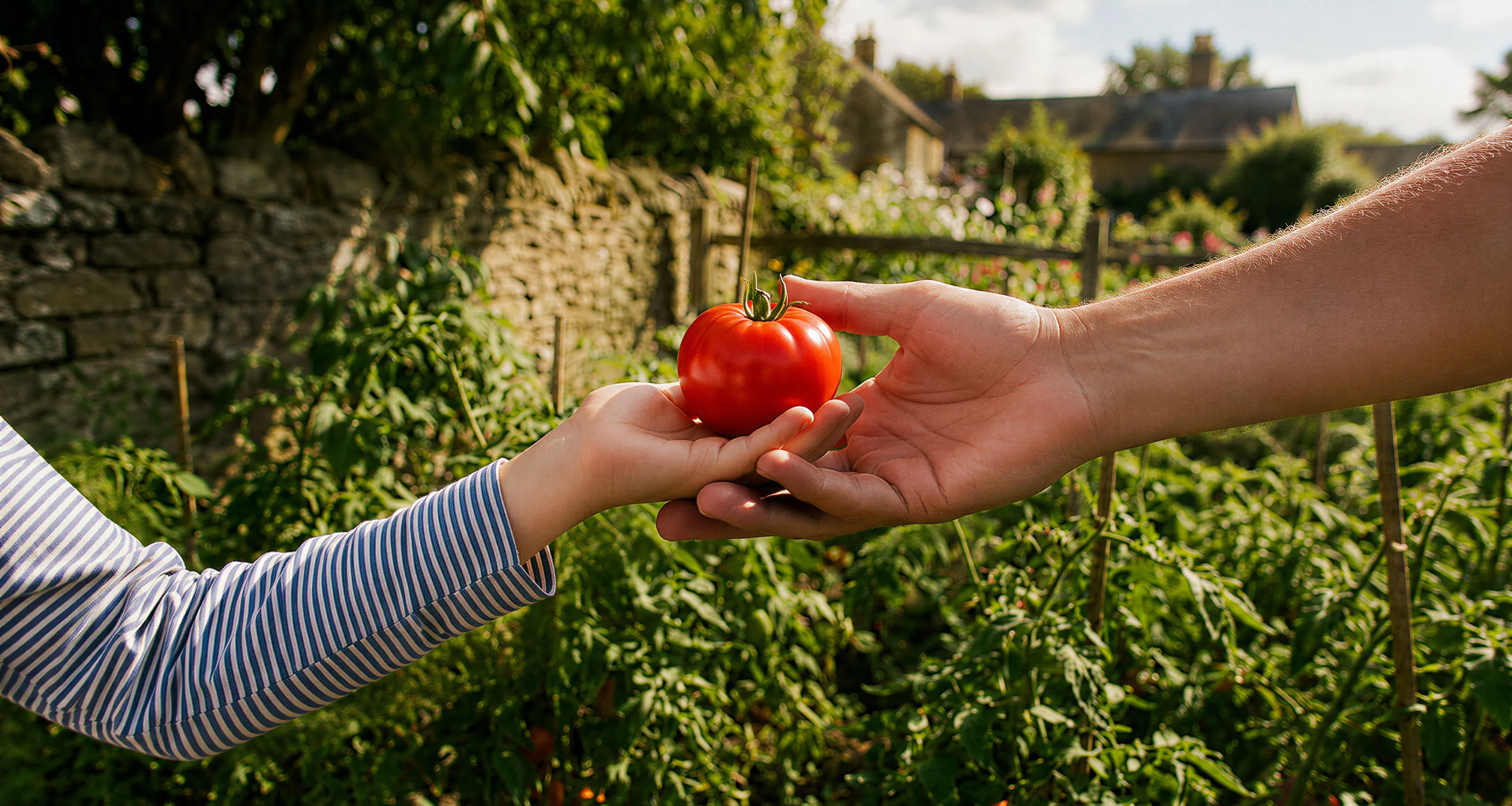 spxagrica_global_hero_faq_particulier_bonus_tomate_web_desktop.webp